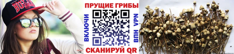 Псилоцибиновые грибы Psilocybe Строитель